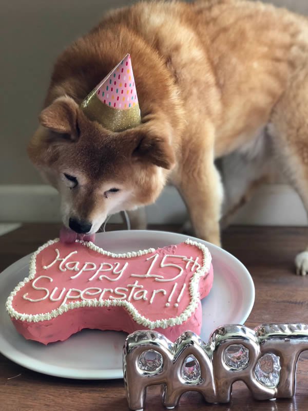 doggy cake