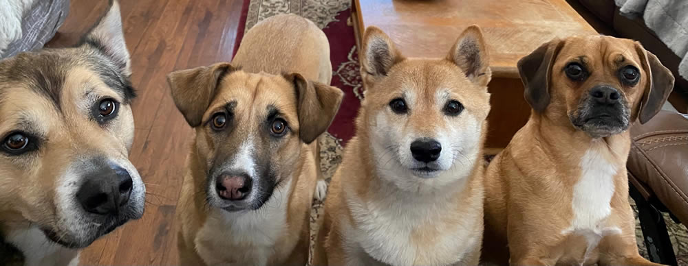 four dogs