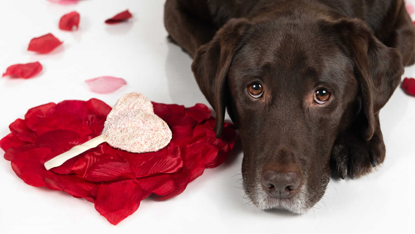 Doggy Valentine